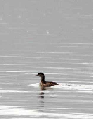 BIRD - GREBE - LITTLE GREBE - TACHYBAPTUS RUFICOLLIS - NANJI HILL RESERVE POYANG LAKE, JIANGXI PROVINCE, CHINA (6).JPG