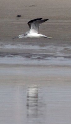 Common Greenshank
