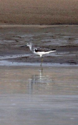 Common Greenshank