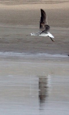 Common Greenshank