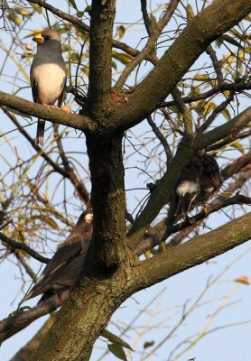 Female Chinese Grosbeak