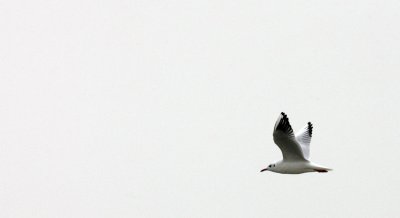 BIRD - GULL - BLACK-HEADED GULL - CHROICOCEPHALUS RIDIBUNDUS - POYANG LAKE, JIANGXI PROVINCE, CHINA (10).JPG