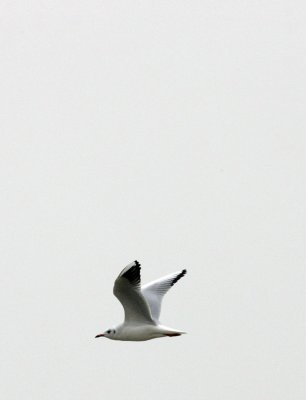 BIRD - GULL - BLACK-HEADED GULL - CHROICOCEPHALUS RIDIBUNDUS - POYANG LAKE, JIANGXI PROVINCE, CHINA (11).JPG