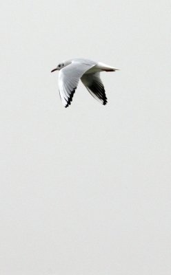 BIRD - GULL - BLACK-HEADED GULL - CHROICOCEPHALUS RIDIBUNDUS - POYANG LAKE, JIANGXI PROVINCE, CHINA (12).JPG