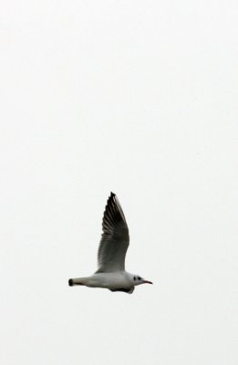 BIRD - GULL - BLACK-HEADED GULL - CHROICOCEPHALUS RIDIBUNDUS - POYANG LAKE, JIANGXI PROVINCE, CHINA (19).JPG
