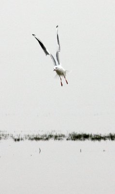 BIRD - GULL - BLACK-HEADED GULL - CHROICOCEPHALUS RIDIBUNDUS - POYANG LAKE, JIANGXI PROVINCE, CHINA (2).JPG