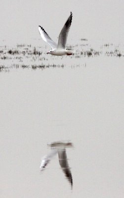 BIRD - GULL - BLACK-HEADED GULL - CHROICOCEPHALUS RIDIBUNDUS - POYANG LAKE, JIANGXI PROVINCE, CHINA (26).JPG