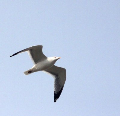 BIRD - GULL - MONGOLIAN GULL - LARUS MONGOLICUS - NANJI HILL RESERVE - POYANG LAKE, JIANGXI PROVINCE, CHINA (5).JPG