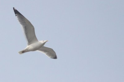 BIRD - GULL - MONGOLIAN GULL - LARUS MONGOLICUS - NANJI HILL RESERVE - POYANG LAKE, JIANGXI PROVINCE, CHINA (6).JPG