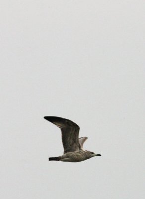 BIRD - GULL - MONGOLIAN GULL - LARUS MONGOLICUS - POYANG LAKE, JIANGXI PROVINCE, CHINA (1).JPG