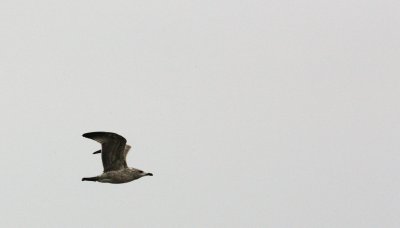 BIRD - GULL - MONGOLIAN GULL - LARUS MONGOLICUS - POYANG LAKE, JIANGXI PROVINCE, CHINA (4).JPG