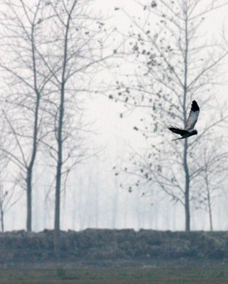 BIRD - HARRIER - HEN HARRIER - CIRCUS CYANEUS - POYANG LAKE, JIANGXI PROVINCE, CHINA (1).JPG