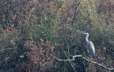 BIRD - HERON - GREY HERON - ARDEA CINEREA - NANJI HILL RESERVE POYANG LAKE, JIANGXI PROVINCE, CHINA (11).JPG