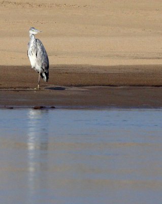 BIRD - HERON - GREY HERON - ARDEA CINEREA - NANJI HILL RESERVE POYANG LAKE, JIANGXI PROVINCE, CHINA (15).JPG