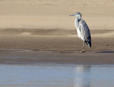BIRD - HERON - GREY HERON - ARDEA CINEREA - NANJI HILL RESERVE POYANG LAKE, JIANGXI PROVINCE, CHINA (17).JPG