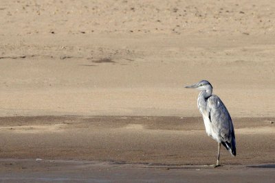 BIRD - HERON - GREY HERON - ARDEA CINEREA - NANJI HILL RESERVE POYANG LAKE, JIANGXI PROVINCE, CHINA (19).JPG