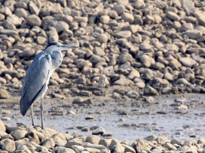 BIRD - HERON - GREY HERON - ARDEA CINEREA - NANJI HILL RESERVE POYANG LAKE, JIANGXI PROVINCE, CHINA (22).JPG