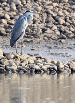 BIRD - HERON - GREY HERON - ARDEA CINEREA - NANJI HILL RESERVE POYANG LAKE, JIANGXI PROVINCE, CHINA (23).JPG