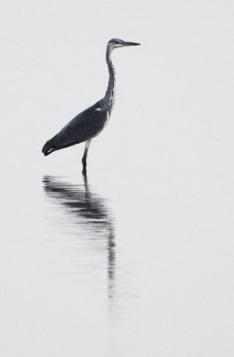 BIRD - HERON - GREY HERON - ARDEA CINEREA - NANJI HILL RESERVE POYANG LAKE, JIANGXI PROVINCE, CHINA (6).jpg