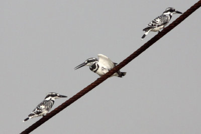 BIRD - KINGFISHER - PIED KINGFISHER - CERYLE RUDIS - NANJI HILL RESERVE - POYANG LAKE, JIANGXI PROVINCE, CHINA (2).JPG