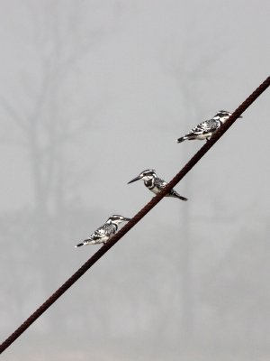 BIRD - KINGFISHER - PIED KINGFISHER - CERYLE RUDIS - NANJI HILL RESERVE - POYANG LAKE, JIANGXI PROVINCE, CHINA (21).JPG