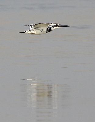 BIRD - KINGFISHER - PIED KINGFISHER - CERYLE RUDIS - NANJI HILL RESERVE - POYANG LAKE, JIANGXI PROVINCE, CHINA (4).JPG