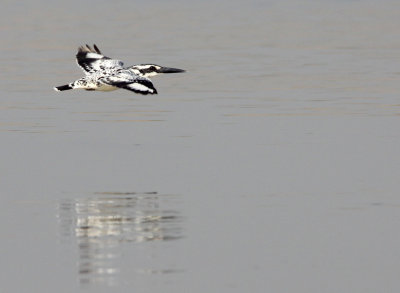 BIRD - KINGFISHER - PIED KINGFISHER - CERYLE RUDIS - NANJI HILL RESERVE - POYANG LAKE, JIANGXI PROVINCE, CHINA (6).JPG