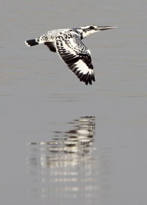BIRD - KINGFISHER - PIED KINGFISHER - CERYLE RUDIS - NANJI HILL RESERVE - POYANG LAKE, JIANGXI PROVINCE, CHINA (7).JPG