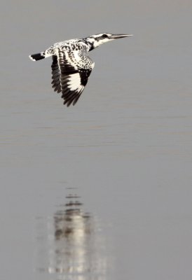 BIRD - KINGFISHER - PIED KINGFISHER - CERYLE RUDIS - NANJI HILL RESERVE - POYANG LAKE, JIANGXI PROVINCE, CHINA (8).JPG