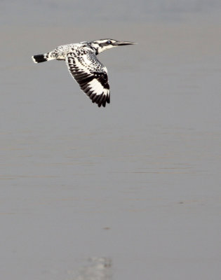 BIRD - KINGFISHER - PIED KINGFISHER - CERYLE RUDIS - NANJI HILL RESERVE - POYANG LAKE, JIANGXI PROVINCE, CHINA (9).JPG
