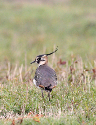 Northern Lapwing