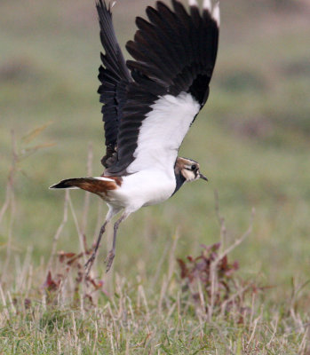 BIRD - LAPWING - NORTHERN LAPWING - VANELLUS VANELLUS - POYANG LAKE, JIANGXI PROVINCE, CHINA (1).JPG