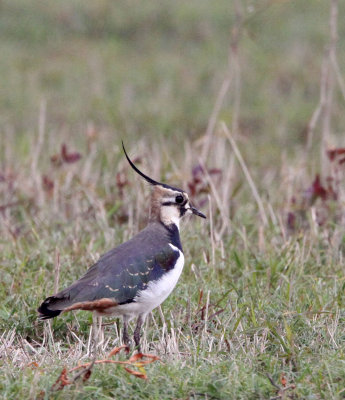BIRD - LAPWING - NORTHERN LAPWING - VANELLUS VANELLUS - POYANG LAKE, JIANGXI PROVINCE, CHINA (14).JPG