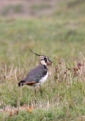 BIRD - LAPWING - NORTHERN LAPWING - VANELLUS VANELLUS - POYANG LAKE, JIANGXI PROVINCE, CHINA (3).JPG