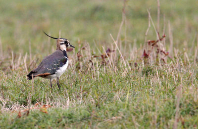 BIRD - LAPWING - NORTHERN LAPWING - VANELLUS VANELLUS - POYANG LAKE, JIANGXI PROVINCE, CHINA (6).JPG