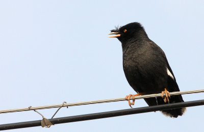BIRD - MYNA - CRESTED MYNA - ACRIDOTHERES CRISTATELLUS - POYANG LAKE, JIANGXI PROVINCE, CHINA (12).JPG