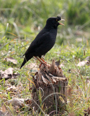 BIRD - MYNA - CRESTED MYNA - ACRIDOTHERES CRISTATELLUS - POYANG LAKE, JIANGXI PROVINCE, CHINA (19).JPG