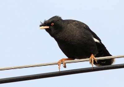 BIRD - MYNA - CRESTED MYNA - ACRIDOTHERES CRISTATELLUS - POYANG LAKE, JIANGXI PROVINCE, CHINA (2).JPG