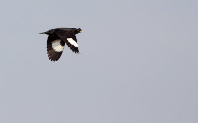 BIRD - MYNA - CRESTED MYNA - ACRIDOTHERES CRISTATELLUS - POYANG LAKE, JIANGXI PROVINCE, CHINA (23).JPG