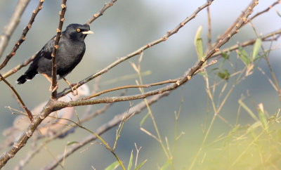 BIRD - MYNA - CRESTED MYNA - ACRIDOTHERES CRISTATELLUS - POYANG LAKE, JIANGXI PROVINCE, CHINA (26).JPG
