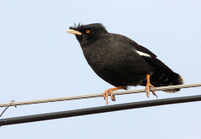 BIRD - MYNA - CRESTED MYNA - ACRIDOTHERES CRISTATELLUS - POYANG LAKE, JIANGXI PROVINCE, CHINA (3).JPG