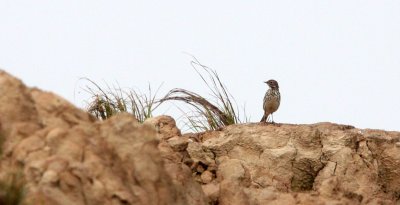 BIRD - PIPIT - BUFF-BELLIED PIPIT - ANTHUS RUBESCENS - NANJI HILL RESERVE POYANG LAKE, JIANGXI PROVINCE, CHINA (2).JPG