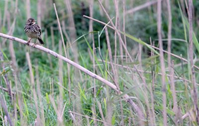 BIRD - PIPIT - BUFF-BELLIED PIPIT - ANTHUS RUBESCENS - NANJI HILL RESERVE POYANG LAKE, JIANGXI PROVINCE, CHINA (64).JPG