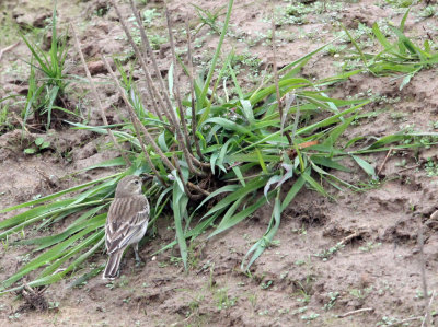 BIRD - PIPIT - WATER PIPIT - ANTHUS SPINOLETTA - NANJI HILL RESERVE POYANG LAKE JIANGXI PROVINCE CHINA (5).JPG