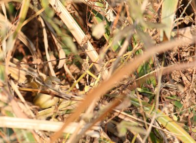 Yellow-bellied Prinia