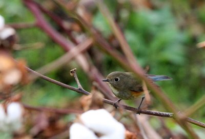 BIRD - RED-FLANKED BLUETAIL - LUSCINIA CYANURA - POYANG LAKE CHINA - JIANGXI PROVINCE (1).JPG