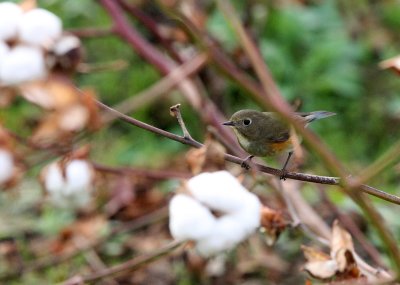 BIRD - RED-FLANKED BLUETAIL - LUSCINIA CYANURA - POYANG LAKE CHINA - JIANGXI PROVINCE (2).JPG