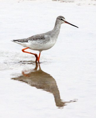 BIRD - REDSHANK - SPOTTED REDSHANK - TRINGA ERYTHROPUS - NANJI HILL RESERVE POYANG LAKE, JIANGXI PROVINCE, CHINA (7).JPG