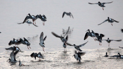BIRD - REDSHANK - SPOTTED REDSHANK - TRINGA ERYTHROPUS - POYANG LAKE, JIANGXI PROVINCE, CHINA (15).JPG