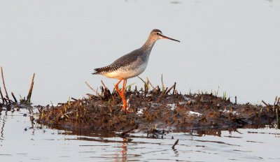 BIRD - REDSHANK - SPOTTED REDSHANK - TRINGA ERYTHROPUS - POYANG LAKE, JIANGXI PROVINCE, CHINA (3).JPG